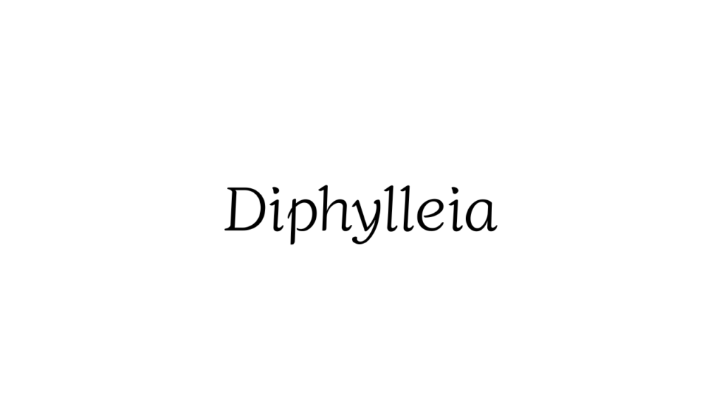  Diphylleia